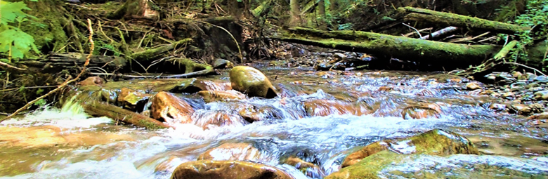 Close up photo of stream with lots of cobble.