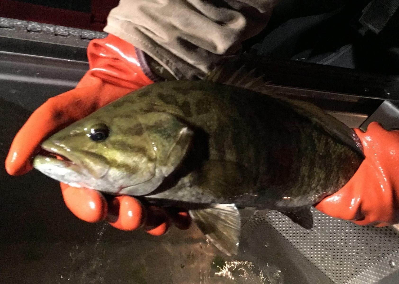 A scientist holding a smallmouth bass.