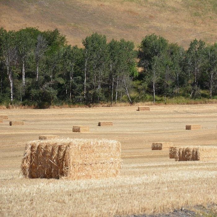 hay bales