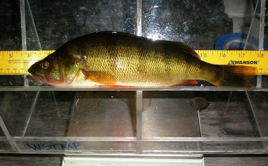 A yellow perch getting weighed and measured.