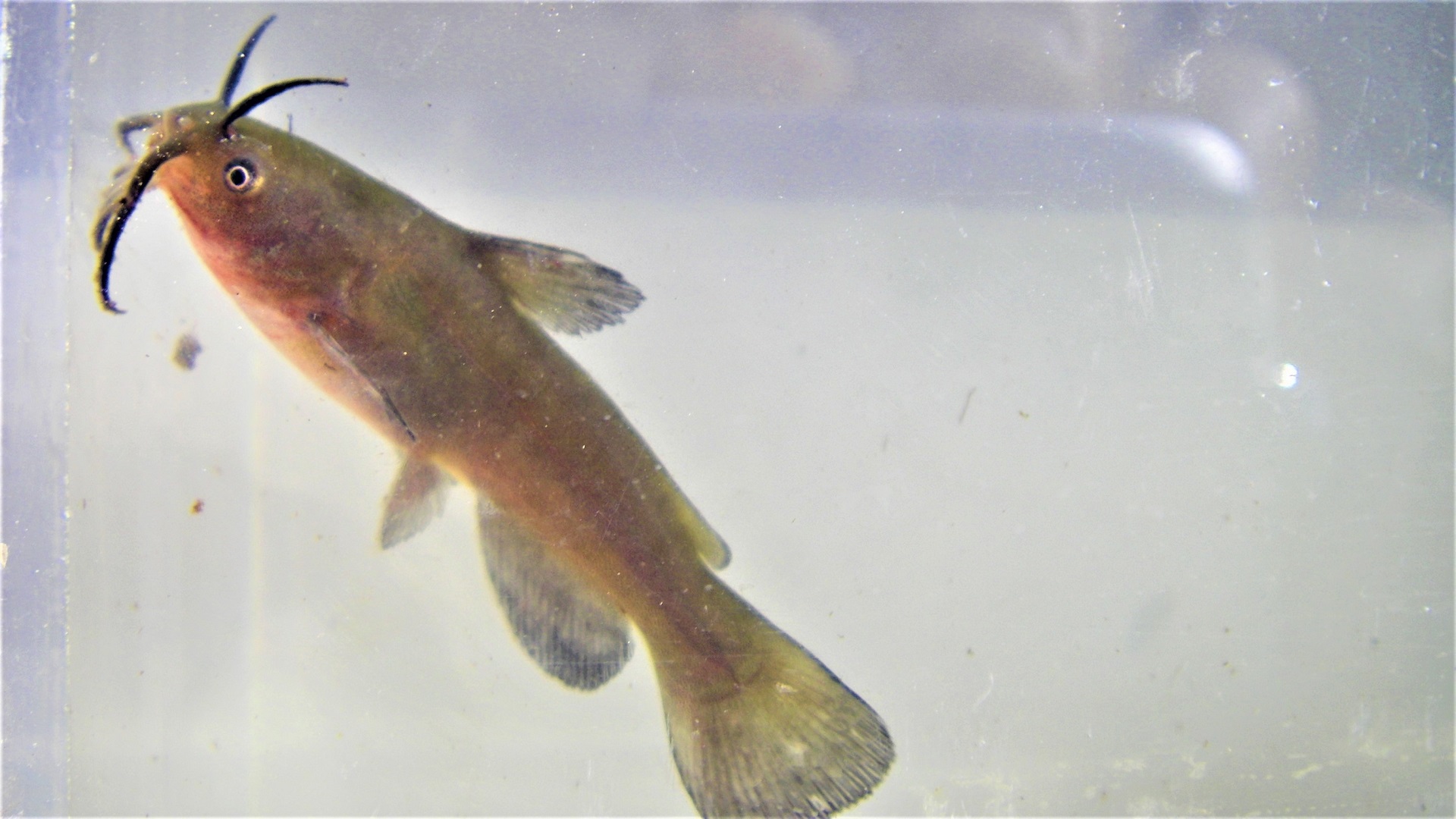 A small fish with barbels in a clear container