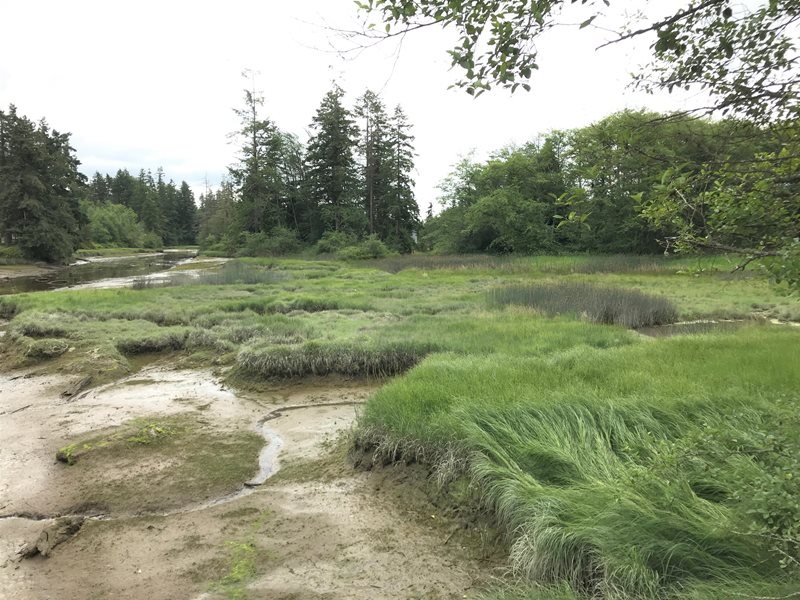Mudflats and wetland marsh along California Creek in Whatcom County.