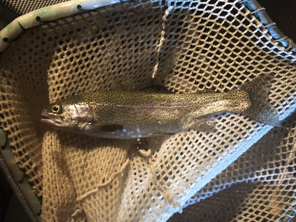 A rainbow trout in a dip net.