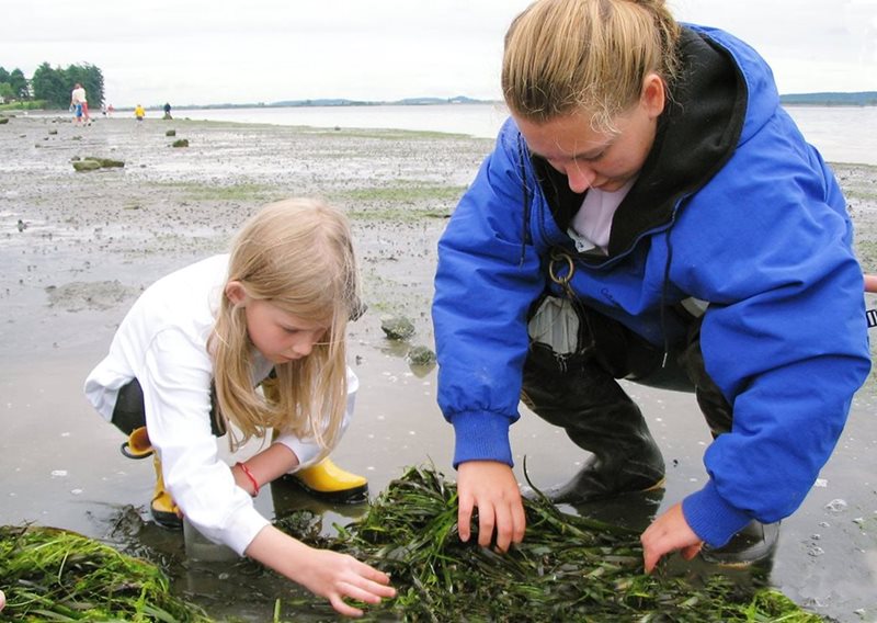 Padilla Bay educator looking at eelgrass on the beach with a young girl