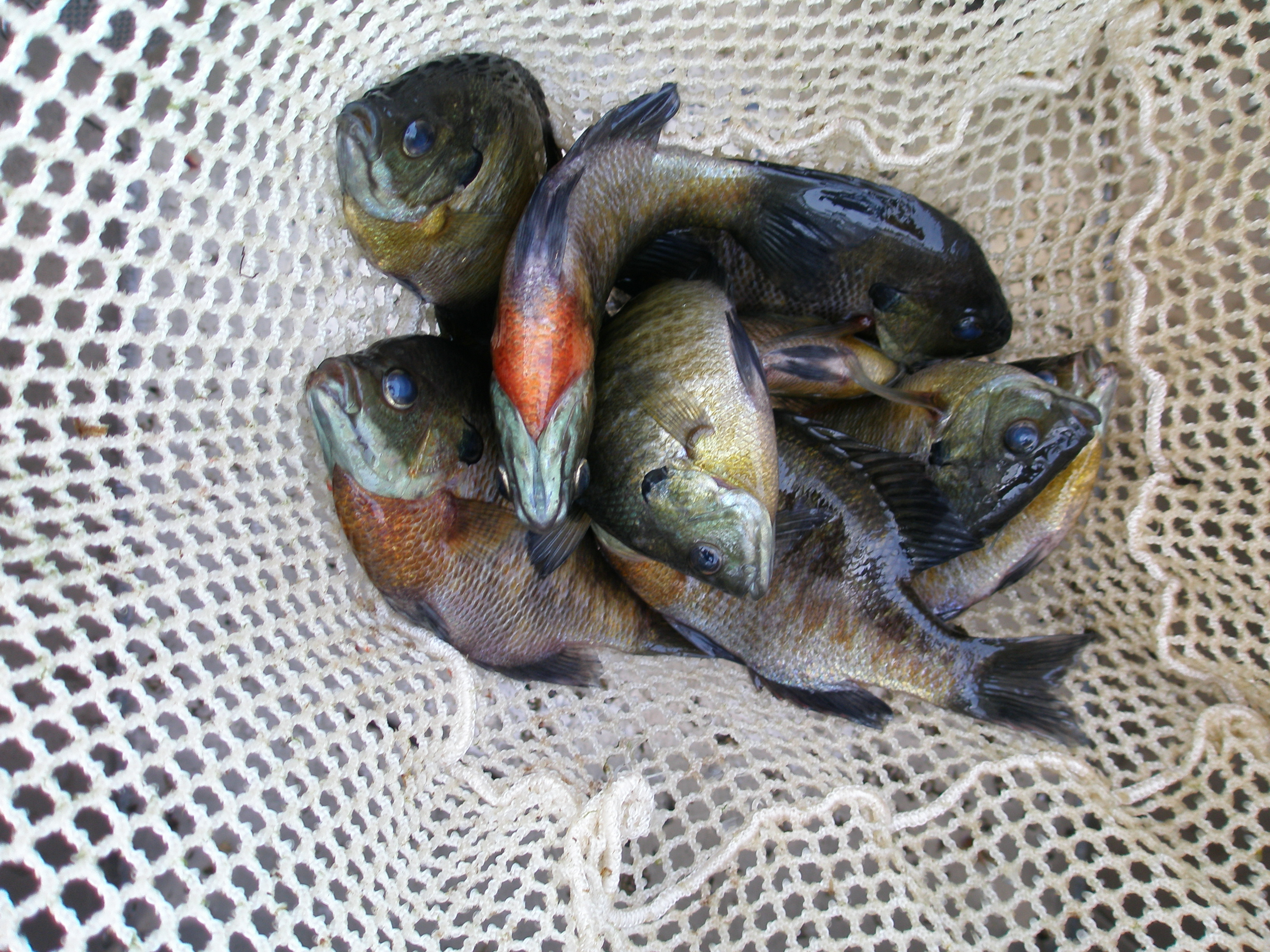 A dipnet will bluegill fish.