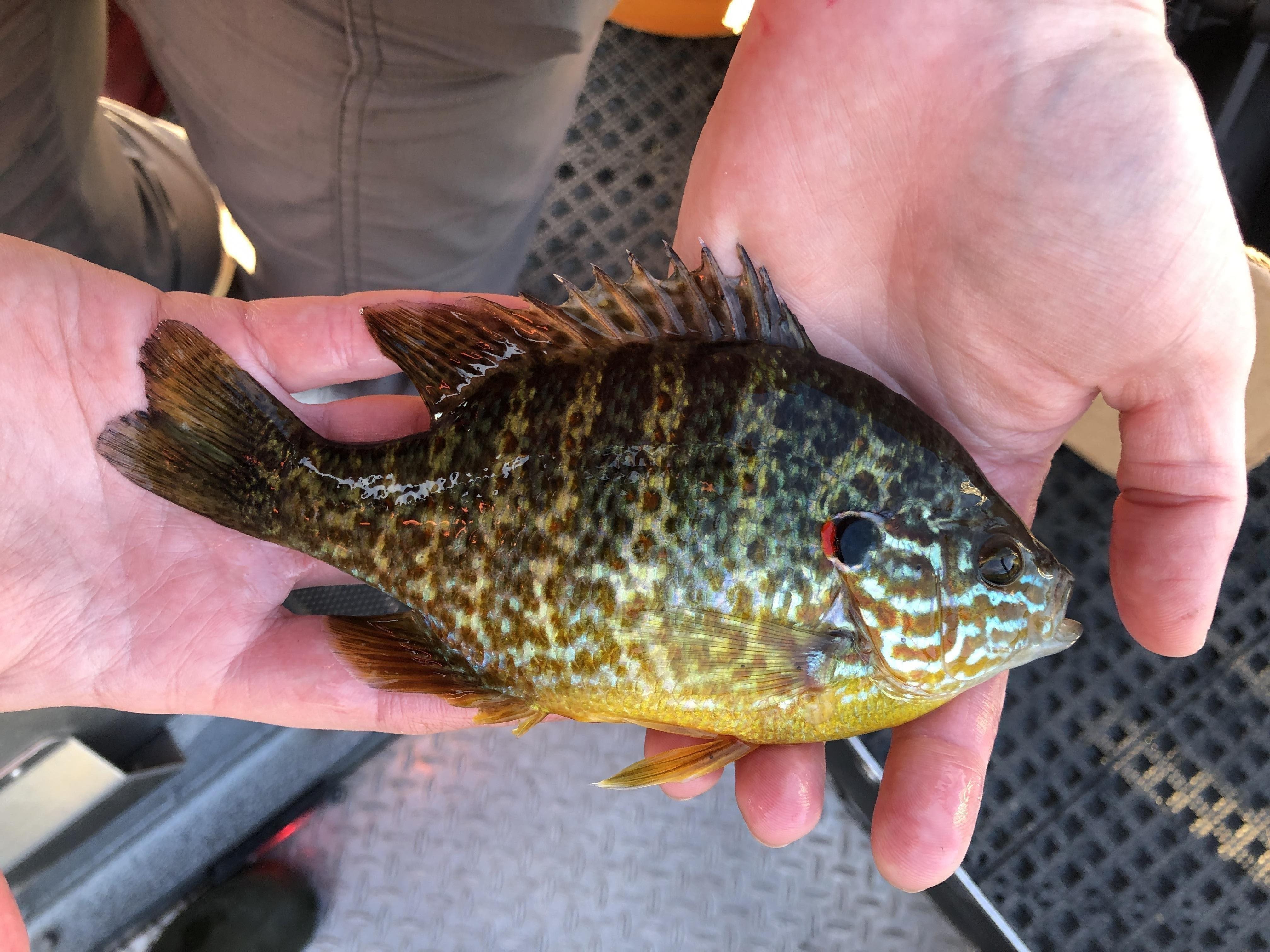 Hands holding a pumpkinseed fish.