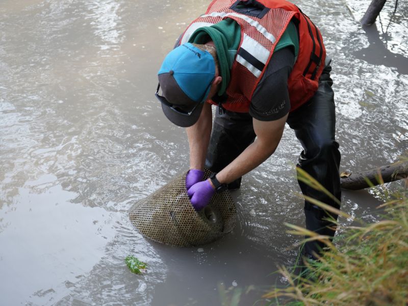 A scientist stands in a shallow stream pulling a metal cylindrical container used to collect toxics samples from the water.