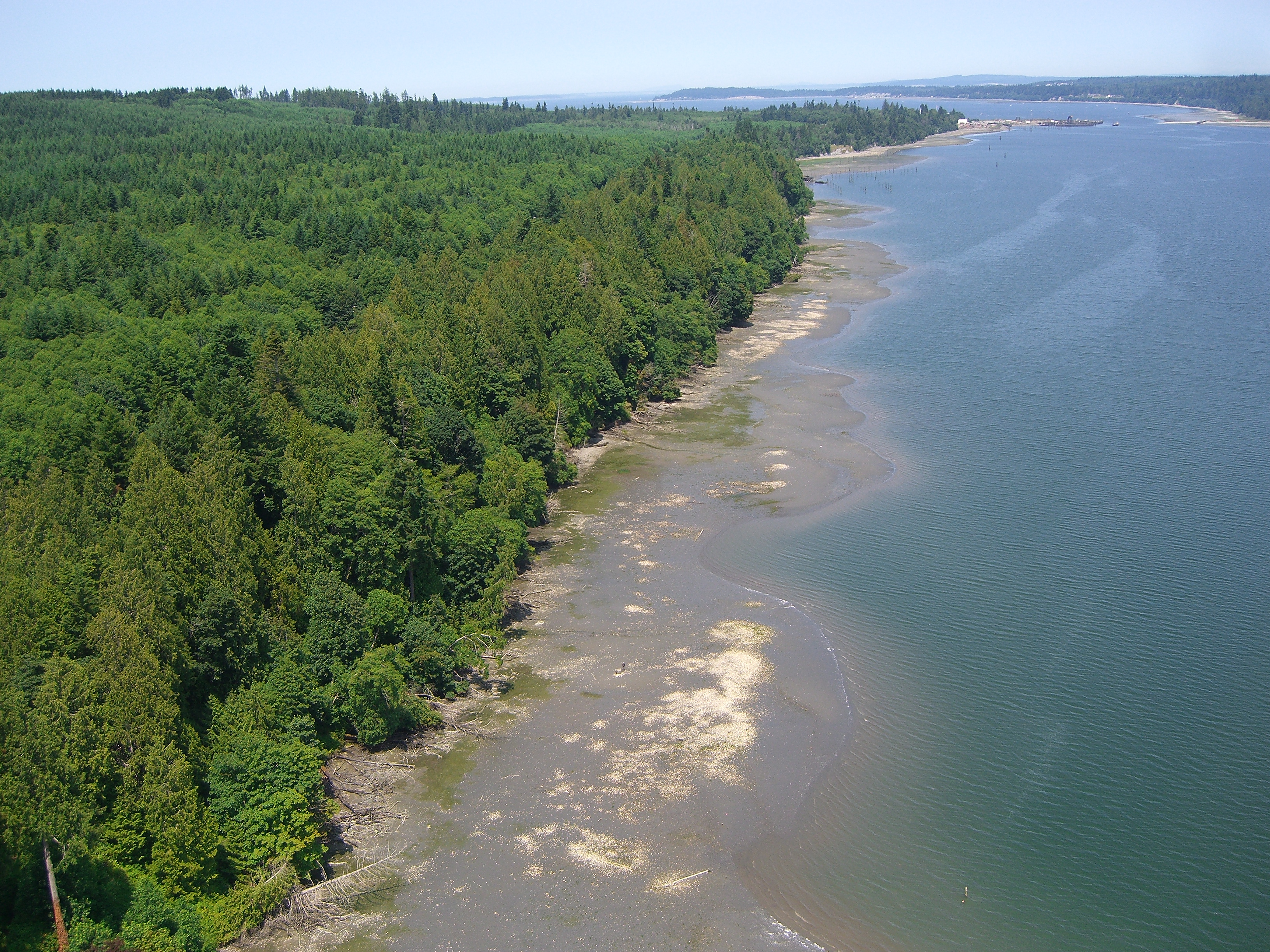 Undeveloped wooded shoreline.