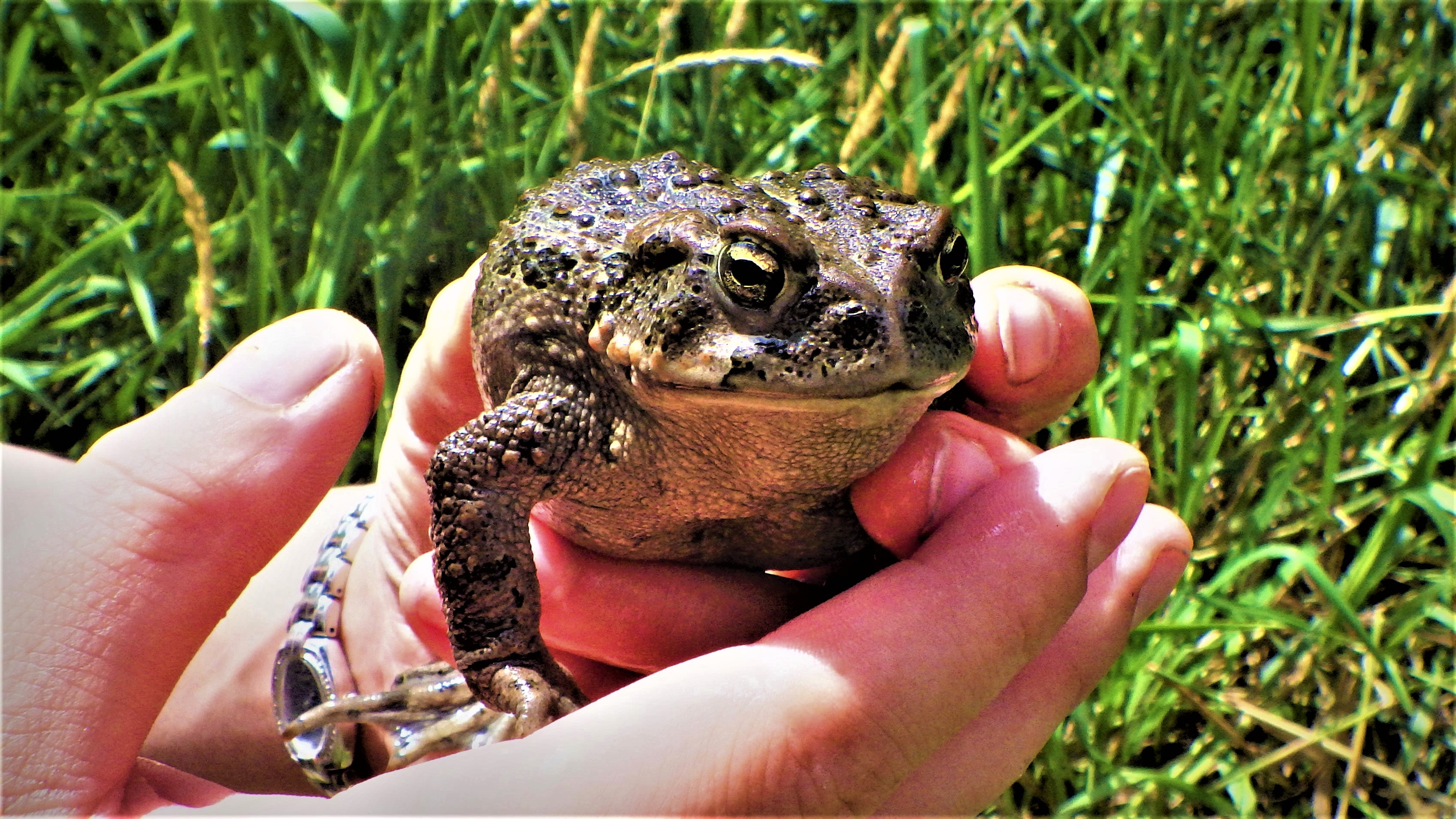 A big toad in someone’s hands