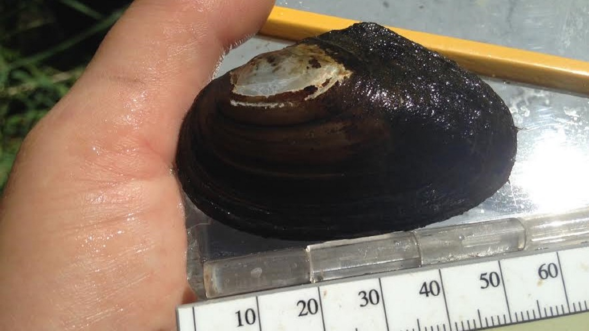 A black shellfish on a measuring board