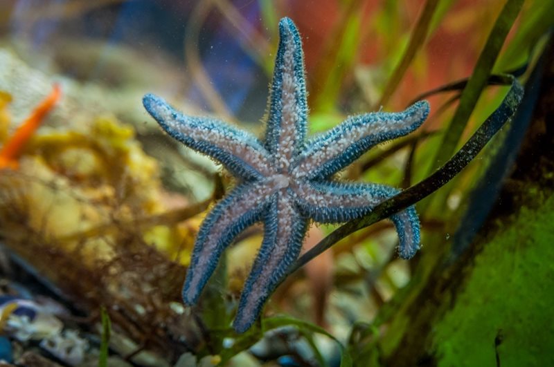 close up of blue starfish in Padilla Bay