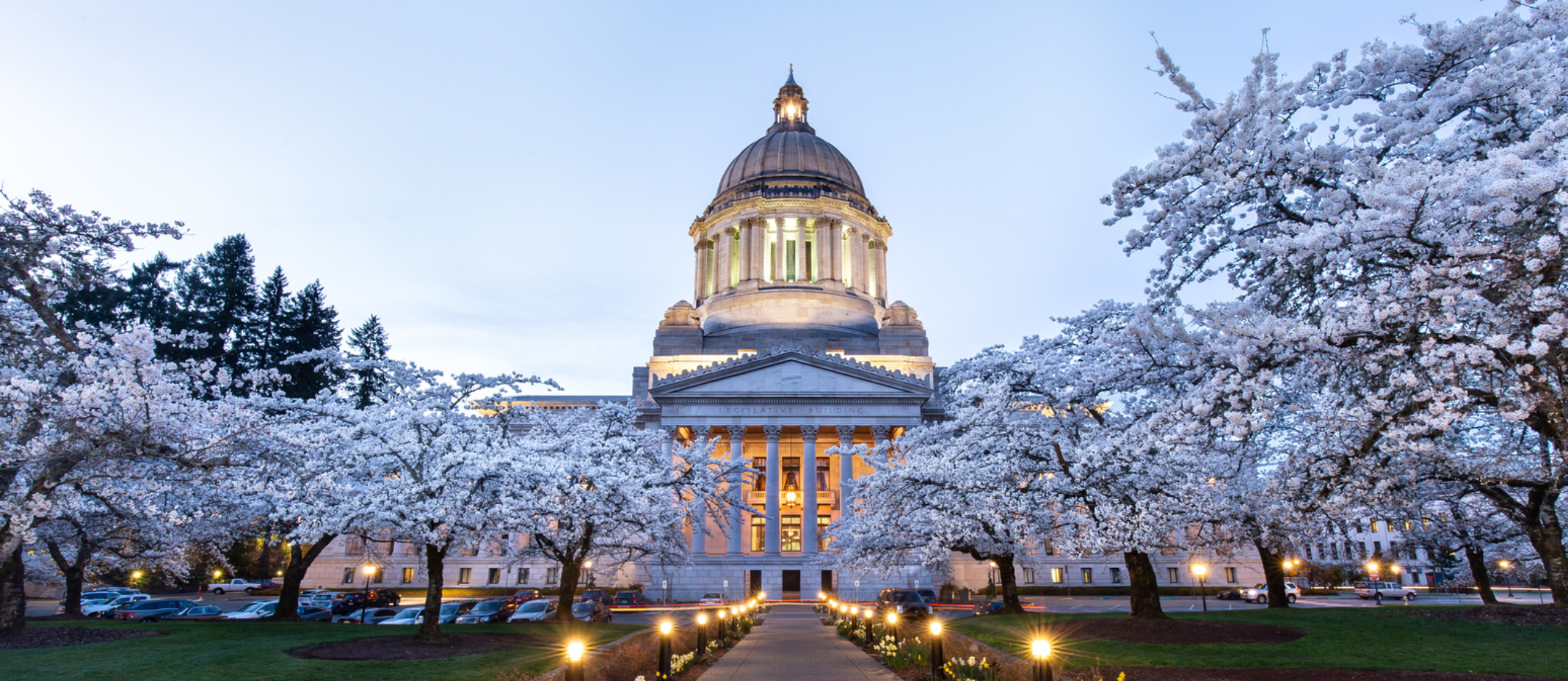capitol building lit up at night with cherry blossoms