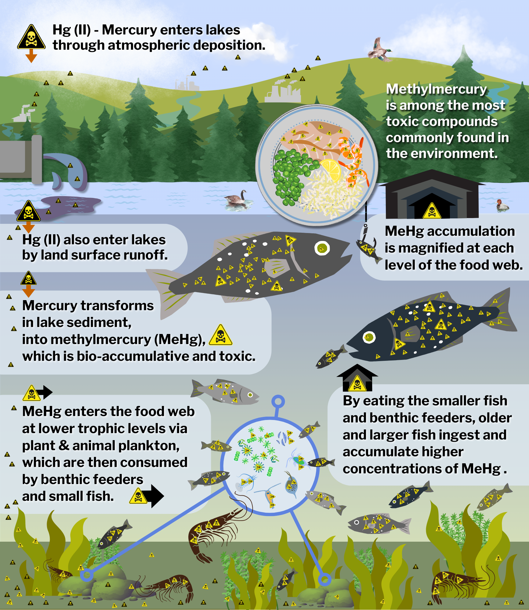 Methylmercury cycle in freshwater lakes infogram