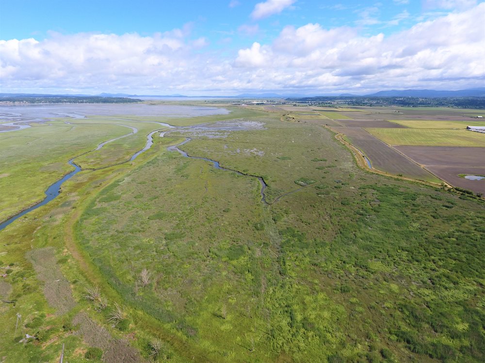 Aerial view of bright green wetlands with creeks running through
