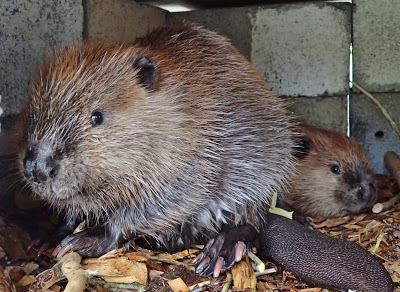beaver with young in enclosure