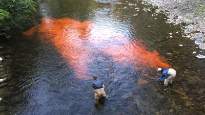 Ecology scientists in Snohomish County's Pilchuck River conducting similar river dye test in August 2016.
