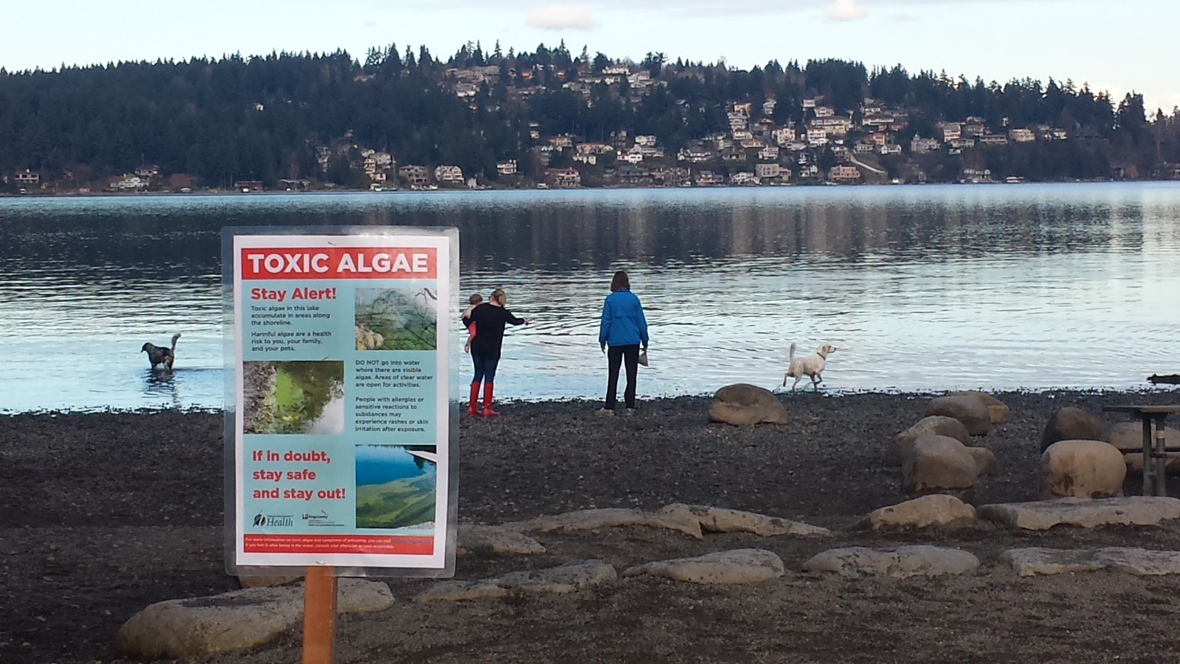 public notice for toxic algae at Lake Washington