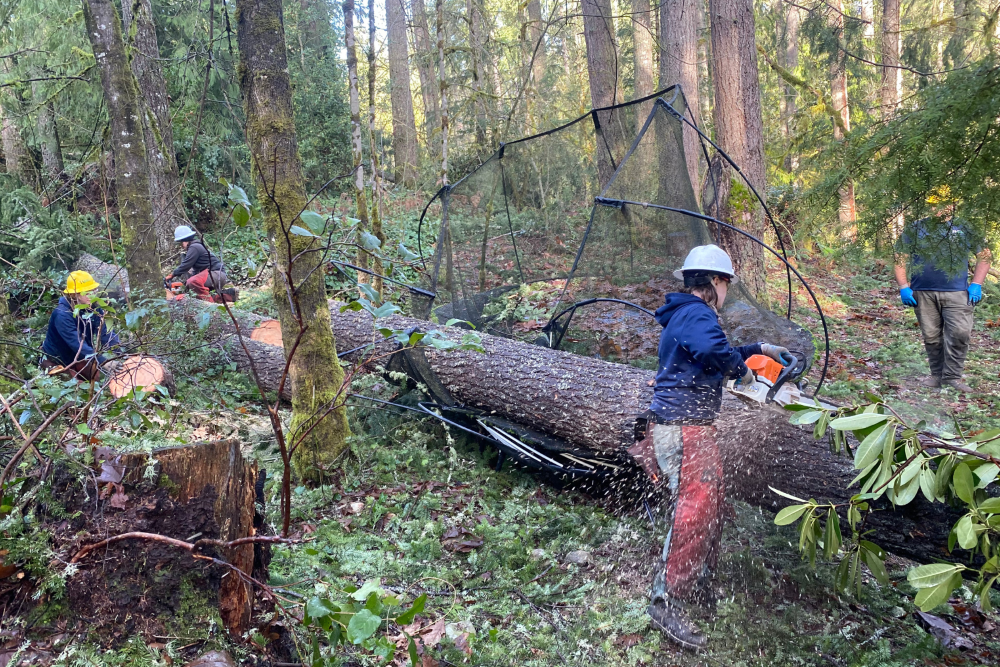 A WCC crew uses chainsaws to cut through a tree that has fallen over a trampoline.