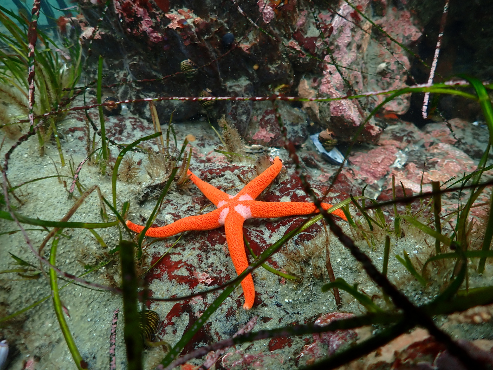 Underwater photograph of a skinny orange sea star with white patches in the center, sitting on the algae-covered sea floor