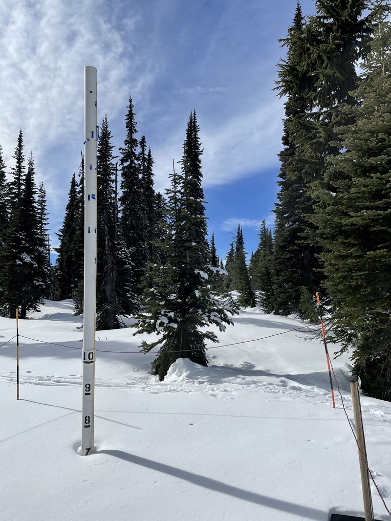 Measuring stick in feet imbedded in snow measures 7 feet with evergreen trees in the background