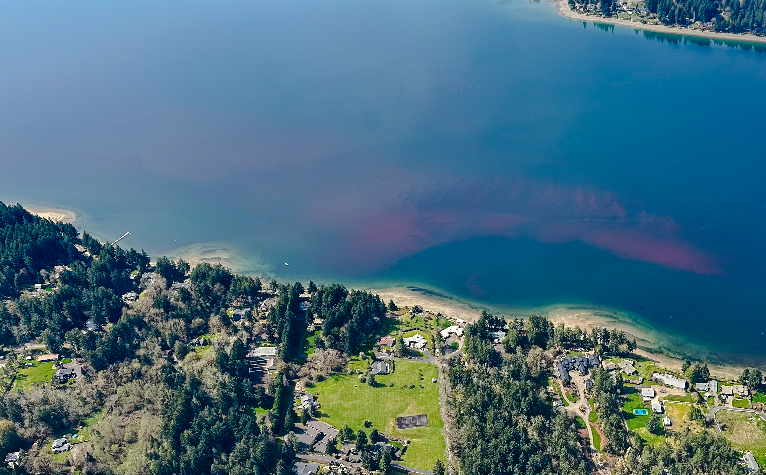 Aerial photo of a blue waterway with a magenta algae bloom on the surface of the water, near a rocky intertidal shore along forested land with houses.