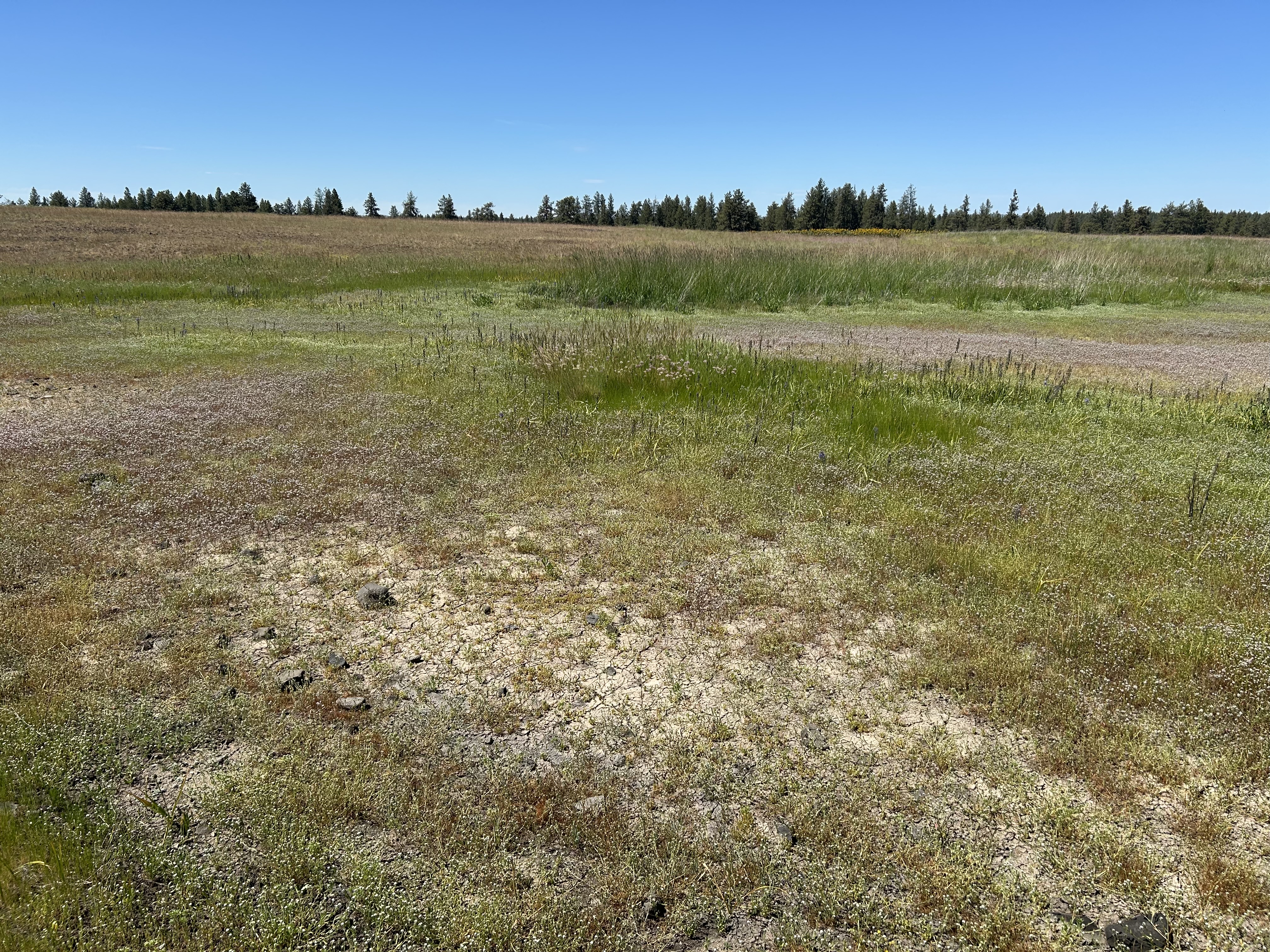 An open, grassy meadow area in eastern Washington showing a vernal pool wetland in the summer that is currently dry with cracked soils.