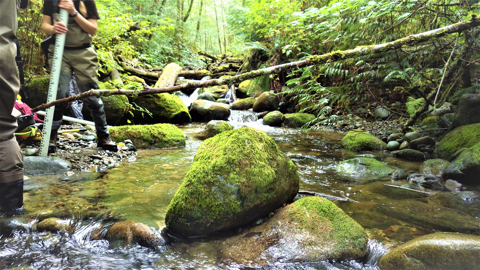 Crewmembers standing near a creek in a forest