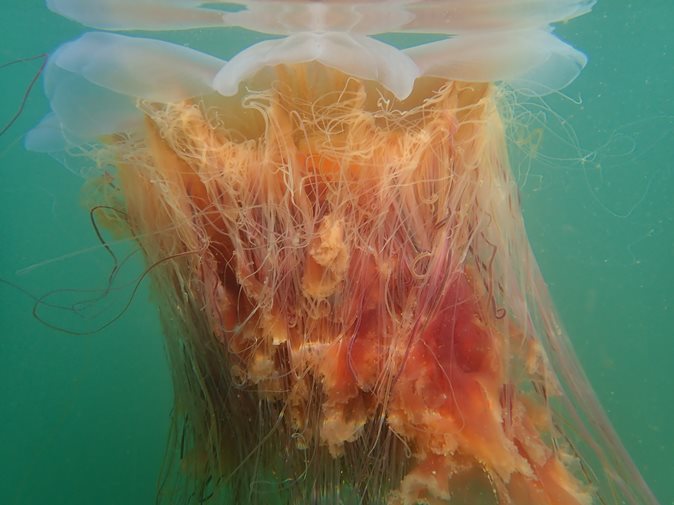 Under water view of an orange lion's mane jellyfish