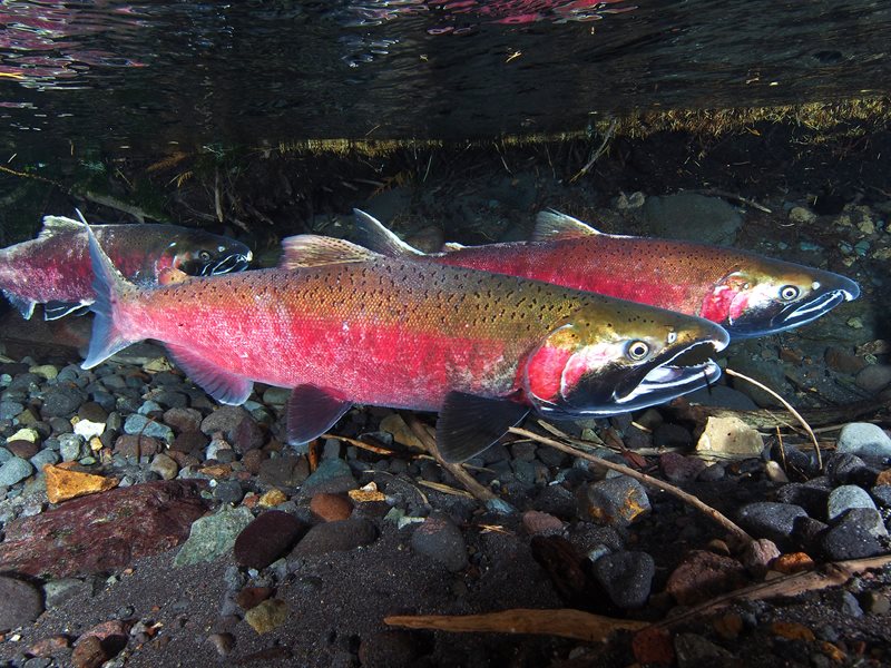 Three adult coho salmon swimming in Silver Springs in Washington state