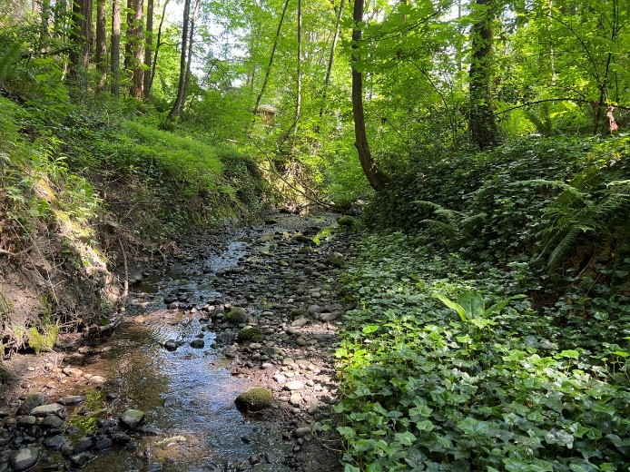 Photo of Juanita Creek watershed in Kirkland.