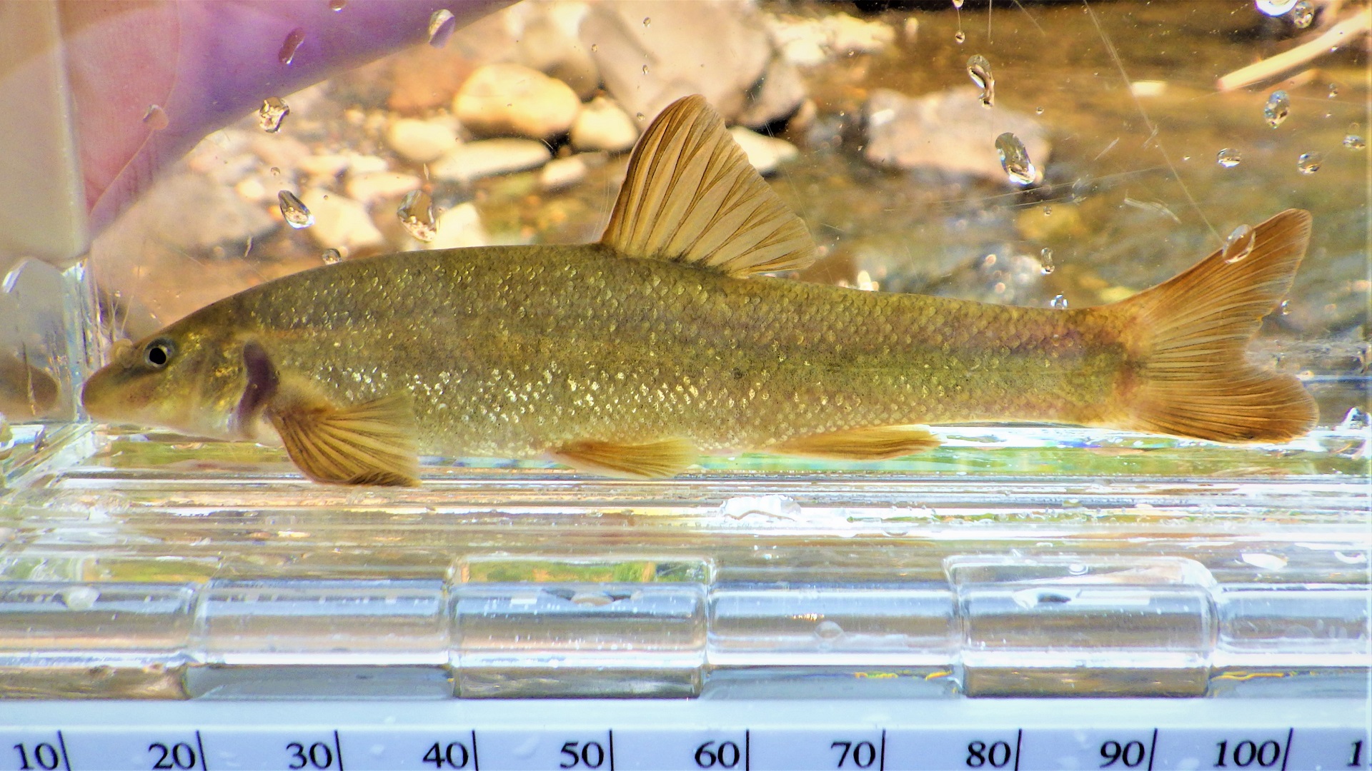 A yellow fish with triangular head in a clear container